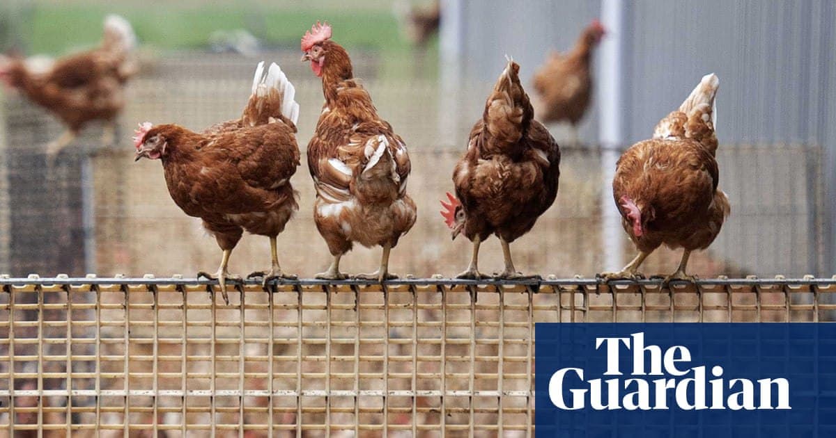 تفشي إتفلونزا الطيور في المملكة المتحدة يؤدي إلى فرض قيود جديدة على المزارع