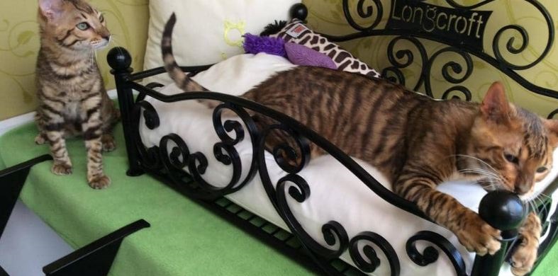 فنادق 5 نجوم في بريطانيا...ولكن للقطط!