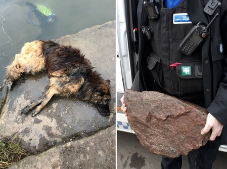 تغريم امرأة بـ 80 جنيه إسترليني فقط بعد ربط كلبها بصخرة ورميه في نهر ترينت بإنجلترا