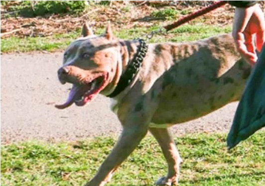 كلب مسعور يهاجم أم وطفليها في حديقة بلندن