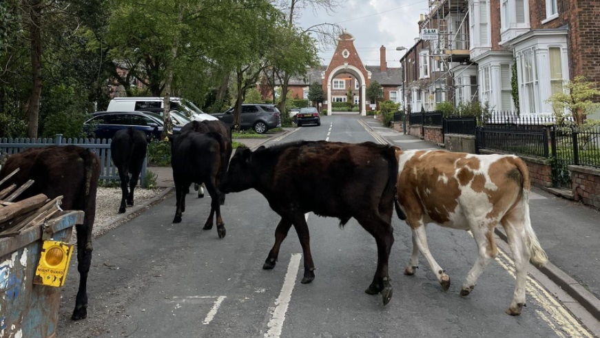 مجموعة من الأبقار تستولى على بلدة سرق يوركشاير بعد هروبها من الحقل